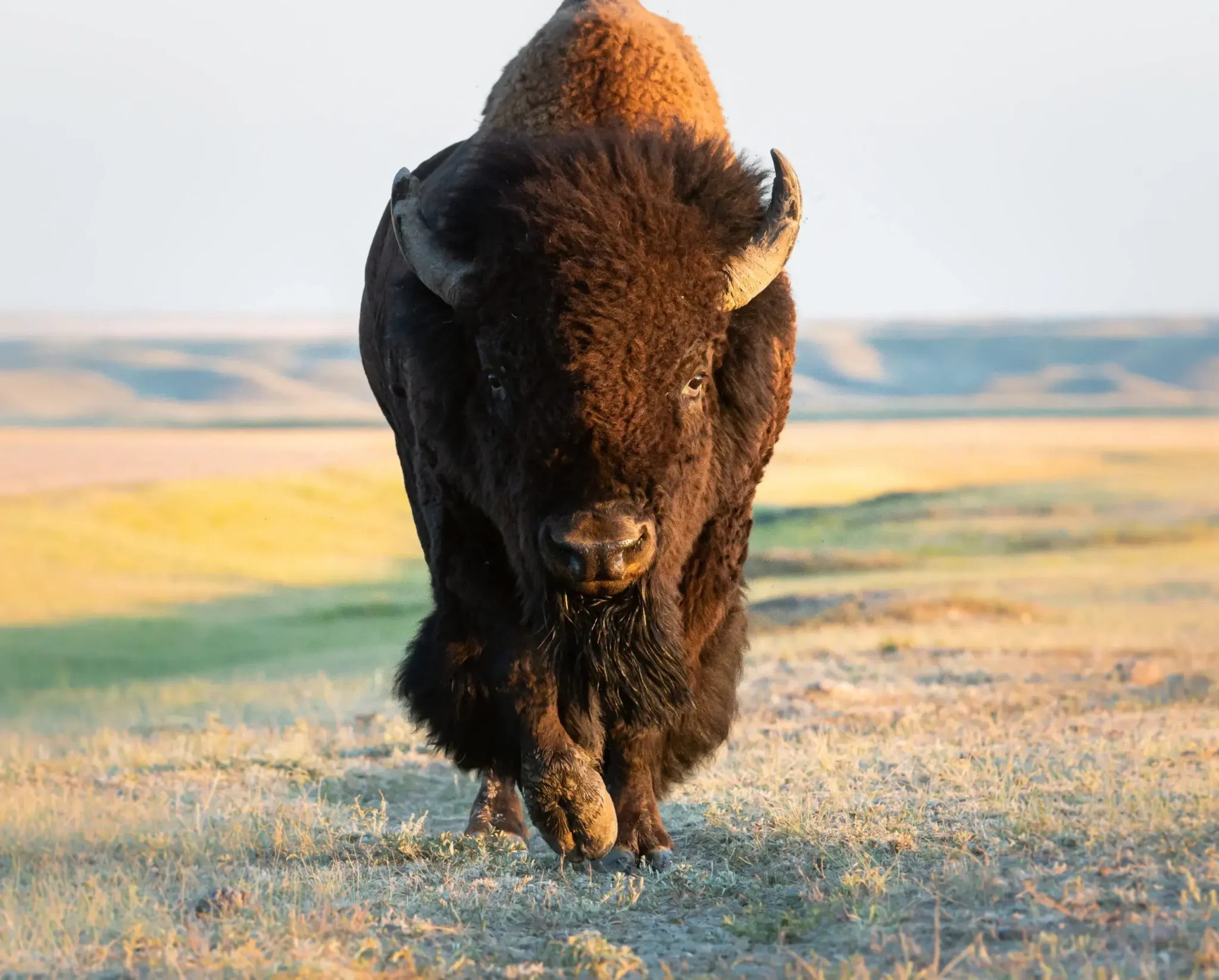 BISON VENTURES - Informed Mortgage Lending