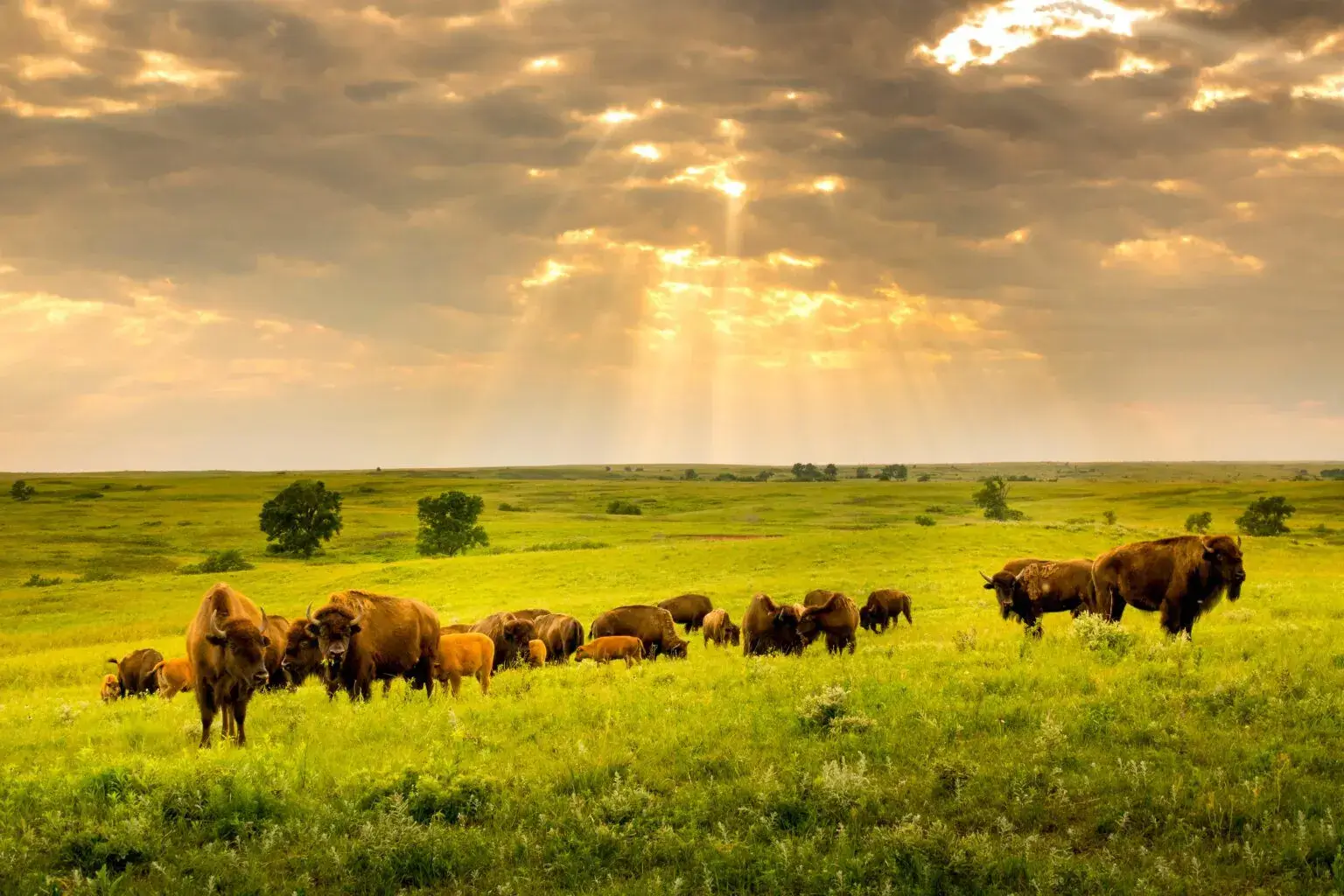 BISON VENTURES - Informed Mortgage Lending