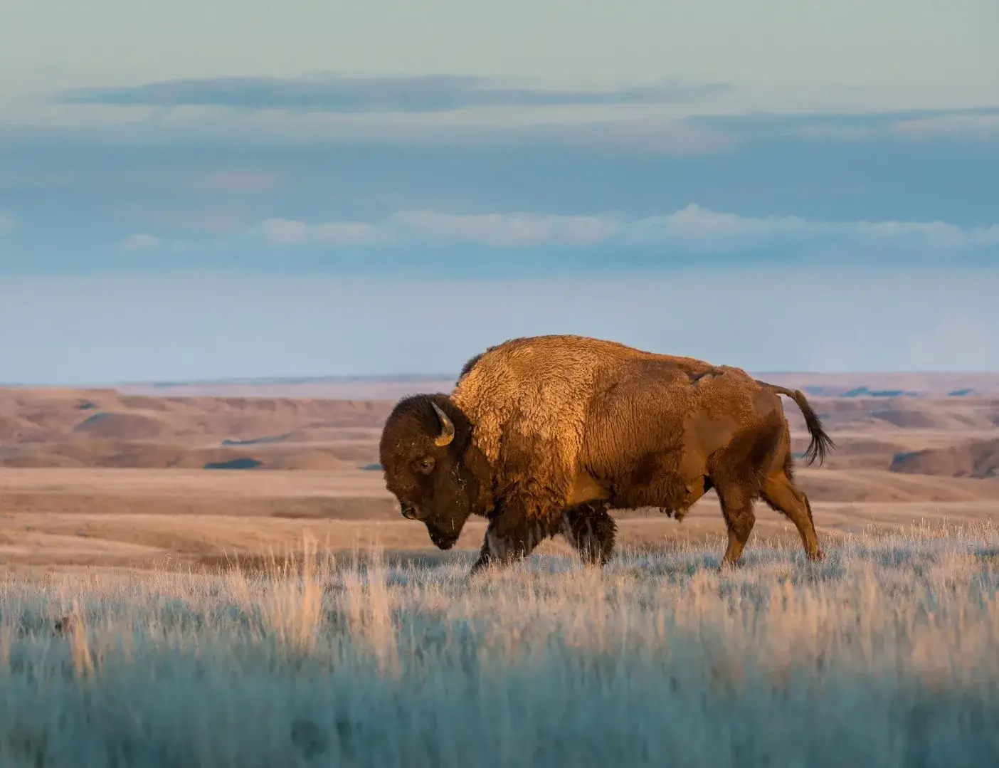 BISON VENTURES - Informed Mortgage Lending