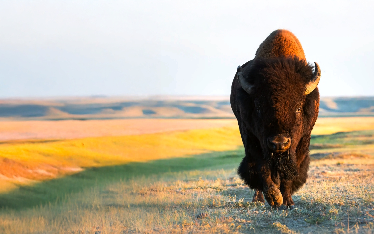 American bison standing on open prairie grassland at sunrise