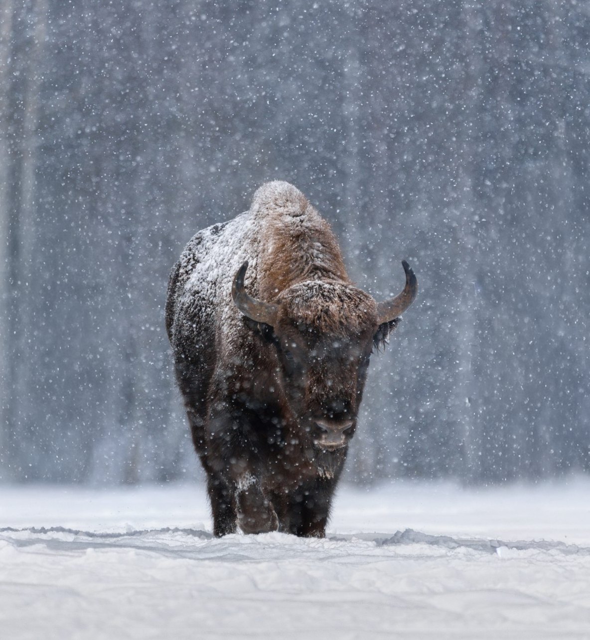 Bison standing in falling snow